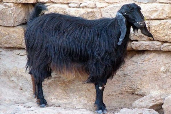 Черная пуховая коза