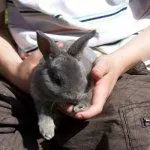 Ручной кролик Рекс