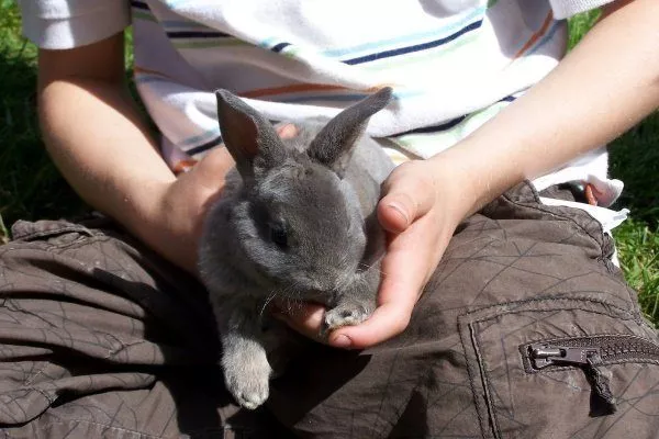 Ручной кролик Рекс