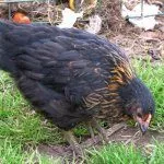 Порода кур Супер Харко