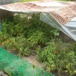 Создаем томатам тень