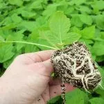 Саженцы малины