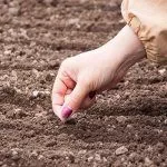 Посадка моркови