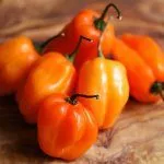 Habanero Tigerpaw-nr