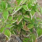 Вирусная курчавость