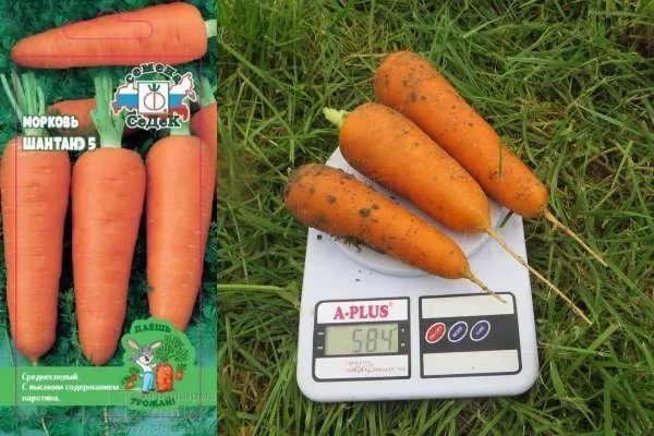 Морковь Шантанэ роял: описание сорта, фото, отзывы, характеристика, достоинства и недостатки, особенности выращивания