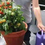 Выращивание томата Балконное чудо