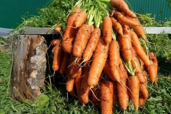 Морковь Роте-ризен
