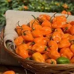 Перец Хабанеро