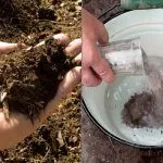 Удобряем компостом и древесной золой