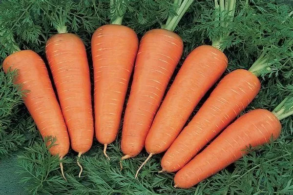 Морковь Канада F1: отзывы, фото, описание сорта, характеристика, достоинства и недостатки, особенности выращивания