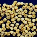 Семена перца