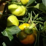 Перец Золотая Тамара