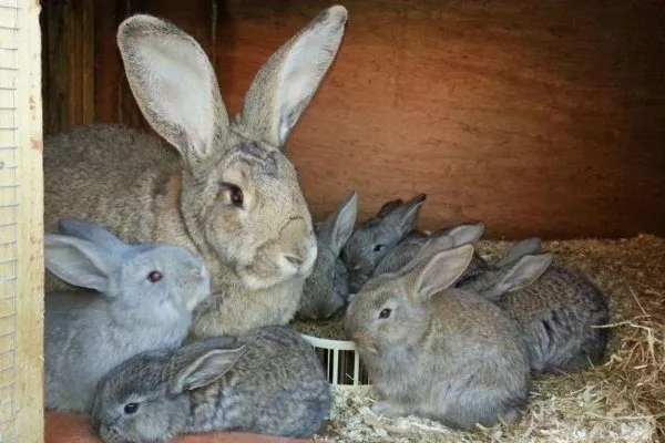 Крольчиха с крольчатами породы Фландр