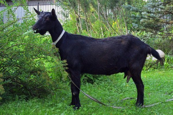 Бенгальская коза