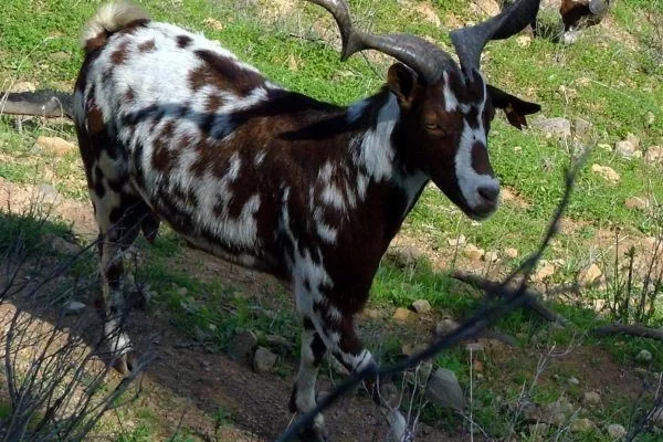 Неджская порода коз