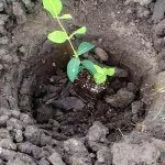 Посадка жимолости