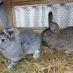 Кролики Ризен в клетке