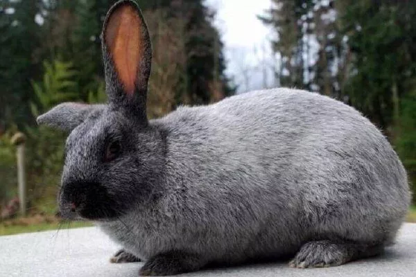 Серебристый кролик