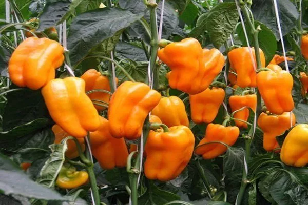 Перец Оранжевое чудо: описание сорта, фото, выращивание и отзывы