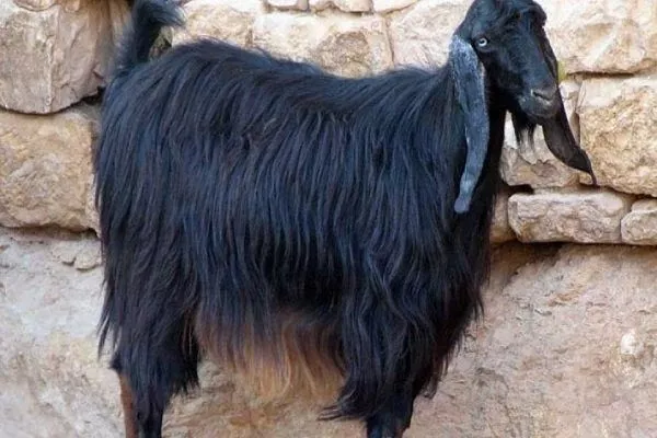 Анатолийская черная коза