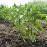 Земля после прополки