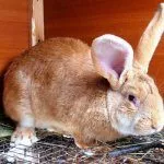 Кролик Ризен рыжего окраса