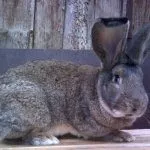 Кролик породы Ризен