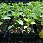 Рассада перца