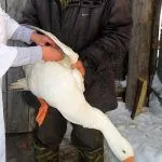 Вакцинация гуся