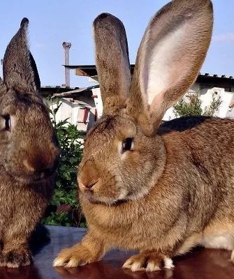 Кролики породы Фландр