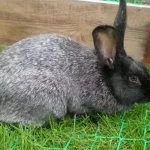 Кролик полтавское серебро в клетке