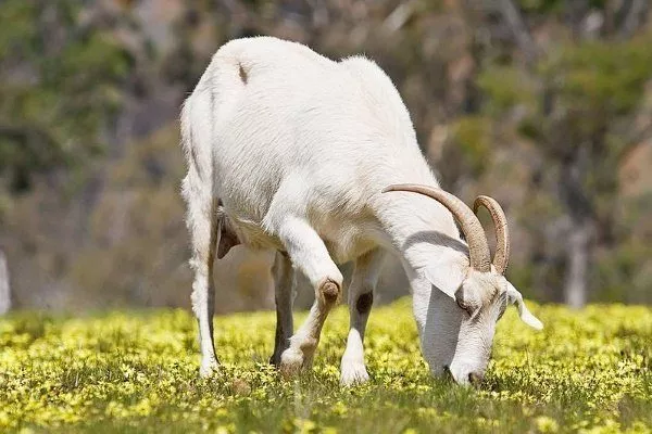 Мегрельская коза
