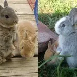 Кролики породы Мини Рекс