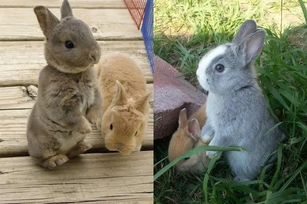 Кролики породы Мини-Рекс