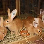 Кролики в клетке