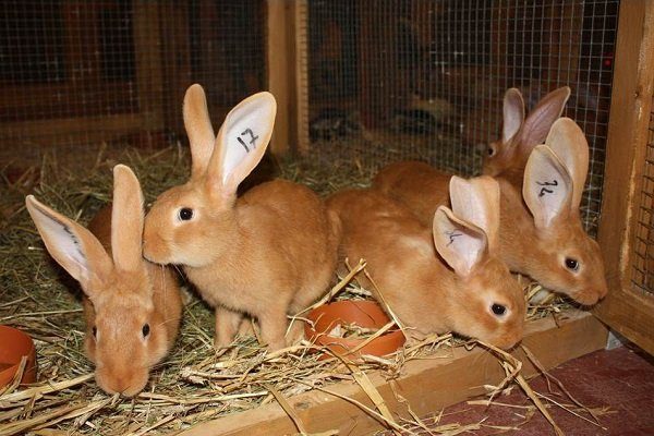 Кролики в клетке