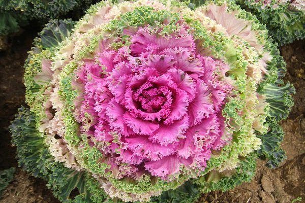 Как вырастить декоративную капусту