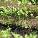 Всходы моркови