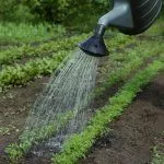 Полив моркови