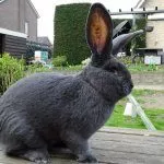 Кролик Ризен голубой