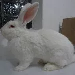 Белый Ризен