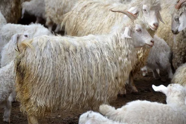 Дагестанские козы пухового направления