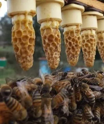 Пчелы-воспитатели