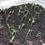 Проростки томатов