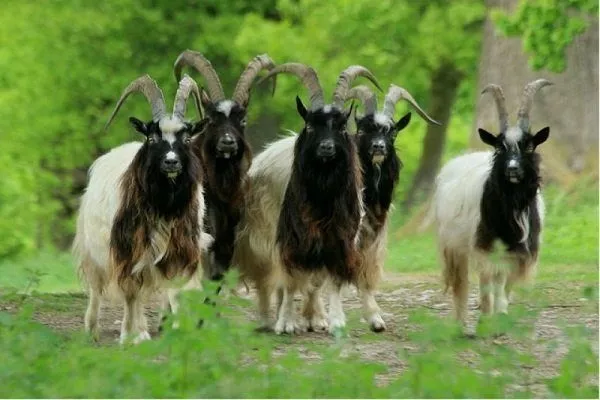 Киргизские пуховые козы