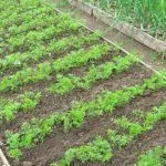 Где растить морковь