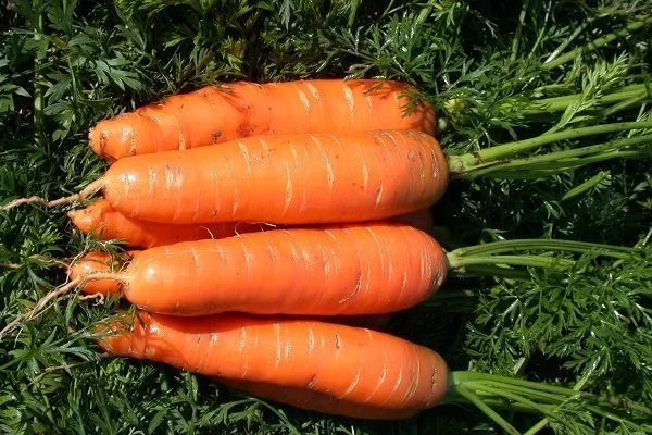 Морковь Нантская: описание сорта, фото, выращивание, болезни и отзывы