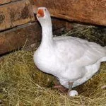 Гусыня в гнезде