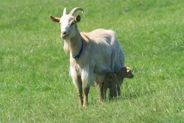 Золотая гернсийская коза